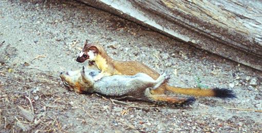 weasle1-California Long-tailed Weasel-n-Golden-mantled Ground Squirrel-by Gregg Elovich.jpg