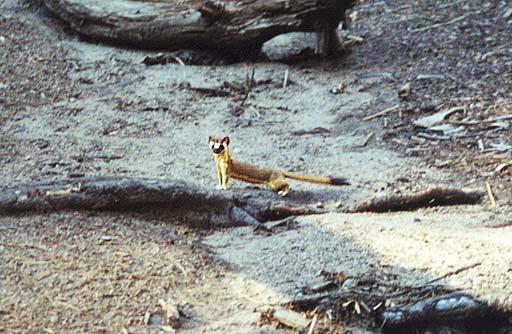 weasle2-California Long-tailed Weasel-by Gregg Elovich.jpg