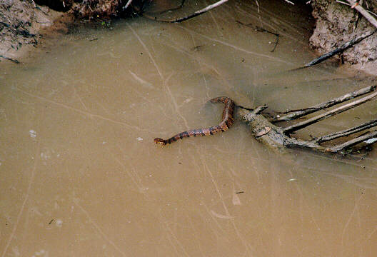 wm01-Water Moccasin-by S Thoma Lewis.jpg