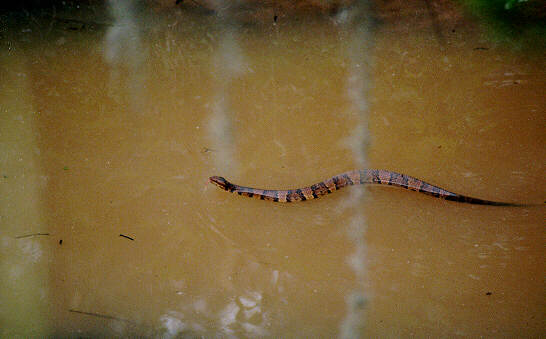 wm02-Water Moccasin-by S Thoma Lewis.jpg